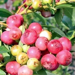 Pink Lemonade Blueberry Bush - Hot Pink Fruit Plant - 2.5