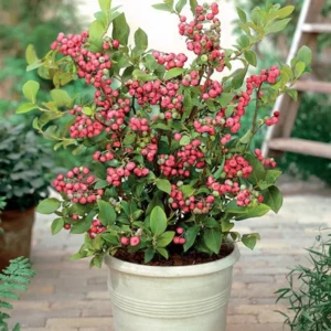 Pink Lemonade Blueberry Bush - Hot Pink Fruit Plant - 2.5