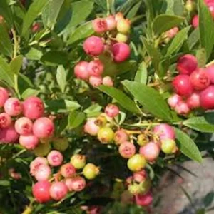 Pink Lemonade Blueberry Plant Starter - Edible Rabbiteye Vaccinium Shrub