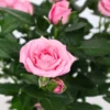 Pink Miniature Rose Live Plant - Bush/Shrub - Herbs, Houseplants, Roses