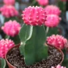 Pink Moon Cactus Gymnocalycium Mihanovichii - 2.5" Potted Grafted Houseplant