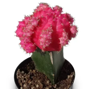 Pink Moon Cactus Gymnocalycium Mihanovichii - 2.5" Potted Grafted Houseplant