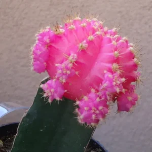 Pink Moon Cactus Gymnocalycium Mihanovichii - 2.5