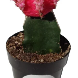 Pink Moon Cactus Gymnocalycium Mihanovichii - 2.5
