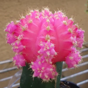 Pink Moon Cactus Gymnocalycium Mihanovichii - 2.5