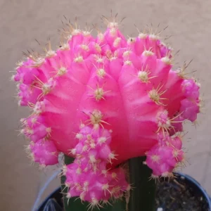 Pink Moon Cactus Gymnocalycium Mihanovichii - 2.5