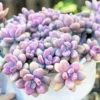 Pink Moonstone Succulent Pachyphytum Oviferum Roseum 2" Pot - Cotton Candy Pink