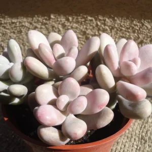 Pink Moonstone Succulent Pachyphytum Oviferum Roseum 2" Pot - Cotton Candy Pink