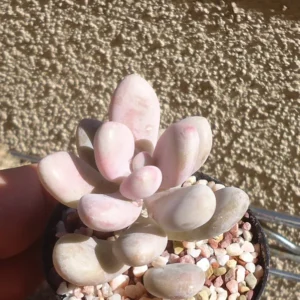 Pink Moonstone Succulent Pachyphytum Oviferum Roseum 2