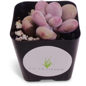 Pink Moonstone Succulent Pachyphytum Oviferum Roseum 2