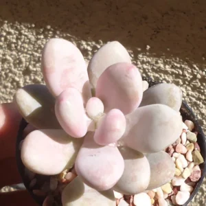 Pink Moonstone Succulent Pachyphytum Oviferum Roseum 2