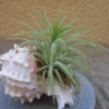 Pink Murex Shell for Tillandsia Mounting 3-4 inch Natural Seashell