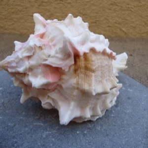 Pink Murex Shell for Tillandsia Mounting 3-4 inch Natural Seashell