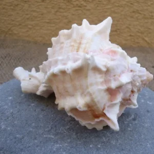 Pink Murex Shell for Tillandsia Mounting 3-4 inch Natural Seashell