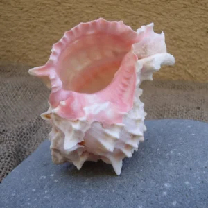 Pink Murex Shell for Tillandsia Mounting 3-4 inch Natural Seashell
