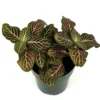 Pink Nerve Plant Fittonia - Live Potted House Plant 2.5 Inch Pot - Air Purifying - Indoor
