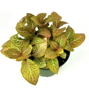 Pink Nerve Plant Fittonia - Live Potted House Plant 2.5 Inch Pot - Air Purifying - Indoor