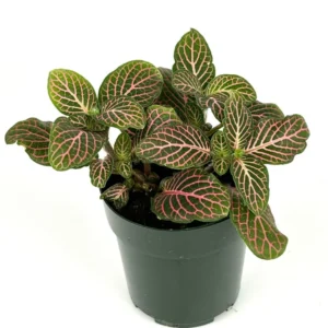 Pink Nerve Plant Fittonia - Live Potted House Plant 2.5 Inch Pot - Air Purifying - Indoor