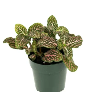 Pink Nerve Plant Fittonia - Live Potted House Plant 2.5 Inch Pot - Air Purifying - Indoor