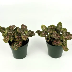 Pink Nerve Plant Fittonia - Live Potted House Plant 2.5 Inch Pot - Air Purifying - Indoor