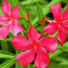 Pink Oleander Plant Live Set of 2, 4-6 Inch Tall, Shrub for Gardening