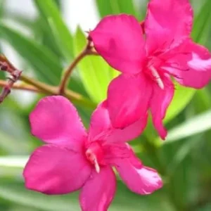 Pink Oleander Plant Live Set of 2, 4-6 Inch Tall, Shrub for Gardening
