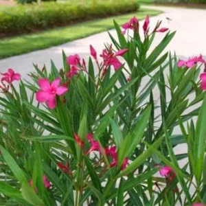 Pink Oleander Plant Live Set of 2, 4-6 Inch Tall, Shrub for Gardening