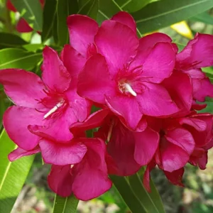 Pink Oleander Plant Live Set of 2, 4-6 Inch Tall, Shrub for Gardening
