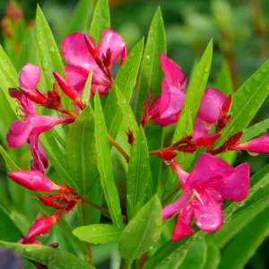Pink Oleander Plant Live Set of 2, 4-6 Inch Tall, Shrub for Gardening