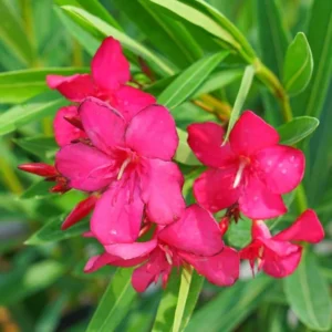 Pink Oleander Plant Live Set of 2, 4-6 Inch Tall, Shrub for Gardening