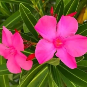 Pink Oleander Plant Live Set of 2, 4-6 Inch Tall, Shrub for Gardening