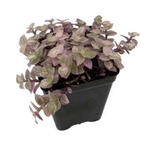 Pink Panther Bolivian Jewel Callisia repens - 2.5" Pot - Variegated Foliage