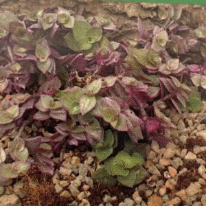 Pink Panther Bolivian Jewel Callisia repens - 2.5