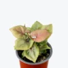 Pink Perfection Arrowhead Plant - Syngonium Nepthytis - 2.5 Inch Potted Plant