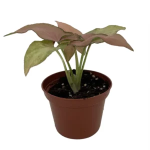 Pink Perfection Arrowhead Plant - Syngonium Nepthytis - 2.5 Inch Potted Plant