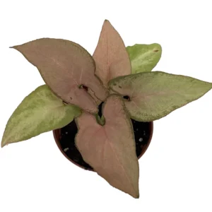 Pink Perfection Arrowhead Plant - Syngonium Nepthytis - 2.5 Inch Potted Plant