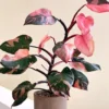 Pink Princess Philodendron Rare Plant 4" Pot Collector's Series House Plant