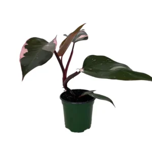 Pink Princess Philodendron Rare Plant 4