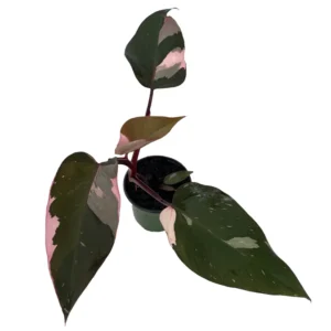 Pink Princess Philodendron Rare Plant 4