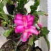 Pink Schlumbergera Holiday Cactus Plants - 3 Inch Pot - Christmas & Thanksgiving Cactus - 2 Small Plants