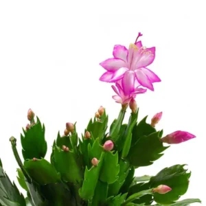 Pink Schlumbergera Holiday Cactus Plants - 3 Inch Pot - Christmas & Thanksgiving Cactus - 2 Small Plants