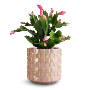 Pink Schlumbergera Holiday Cactus Plants - 3 Inch Pot - Christmas & Thanksgiving Cactus - 2 Small Plants