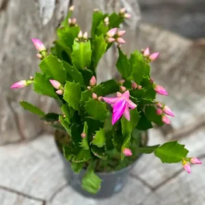 Pink Schlumbergera Holiday Cactus Plants - 3 Inch Pot - Christmas & Thanksgiving Cactus - 2 Small Plants