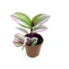 Pink Tradescantia Nanouk Houseplant Small 2 inch Pot Indoor Plant