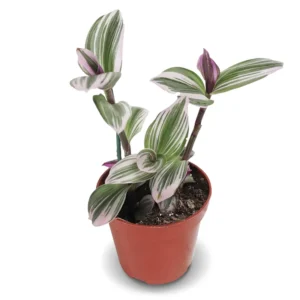 Pink Tradescantia Nanouk Houseplant Small 2 inch Pot Indoor Plant