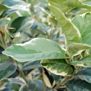 Pink Variegated Eureka Lemon Tree 5-inch Pot - Year-Round Fruit - No Shipping to Tx, Fl, Az, Ca, La, Hi