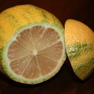 Pink Variegated Eureka Lemon Tree 5-inch Pot - Year-Round Fruit - No Shipping to Tx, Fl, Az, Ca, La, Hi