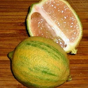 Pink Variegated Eureka Lemon Tree 5-inch Pot - Year-Round Fruit - No Shipping to Tx, Fl, Az, Ca, La, Hi