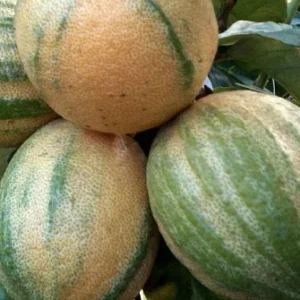 Pink Variegated Eureka Lemon Tree 5-inch Pot - Year-Round Fruit - No Shipping to Tx, Fl, Az, Ca, La, Hi