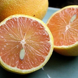 Pink Variegated Eureka Lemon Tree 5-inch Pot - Year-Round Fruit - No Shipping to Tx, Fl, Az, Ca, La, Hi